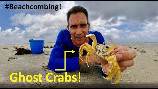 #Beachcombing - Ghost Crabs