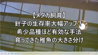 【メダカ飼育】針子の生存率大幅アップ！希少品種ほど有効な手法、育ってきた稚魚の大きさ分け