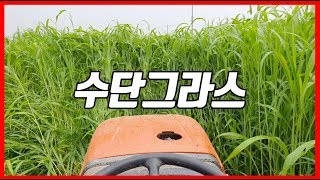 재배의기본 녹비작물로 땅에 양분 공급하기