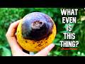 Dangerous Mangoes, Star Cherries & More! - Exploring Rare Fruit in New Caledonia