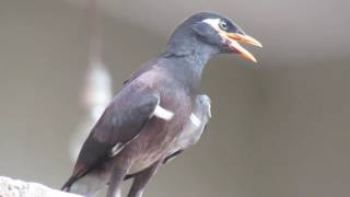 Common myna - මයිනා