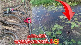 ചേറുമീനെക്കാൾ കലിപ്പുള്ള മീനുകൾ 😱| Kerala Snakehead Fishing Video Malayalam |Fish Hunting| A4Anglers