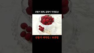 벌레,곰팡이 걱정 없는 산딸기 세척법\u0026보관법