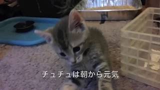 【子猫が来て10日目】雷に驚く子猫