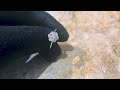 platinum and rose gold cluster pink diamond 0.12 and white diamond ring