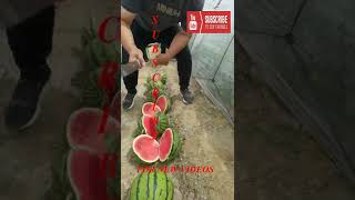 Farm Fresh Ninja Fruit Tik Tok China EP 8