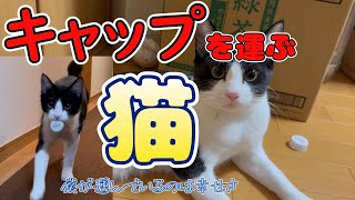 ペットボトルキャップを運ぶ猫【犬の真似をする猫】