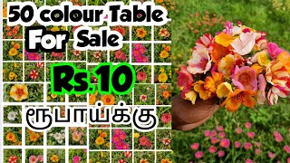 💥💰 Rs.10க்கு Table Rose விற்பனைக்கு வந்துவிட்டது💥50 Colour Table rose available