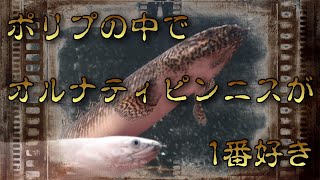 ポリプの中でオルナティピンニスが1番好き