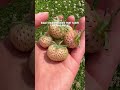 Would you eat these?! 😍 Pineberries! | Diary of a Yorkshire Gardener #pineberry