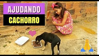 ALIMENTANDO CACHORROS DE RUA! 🙏