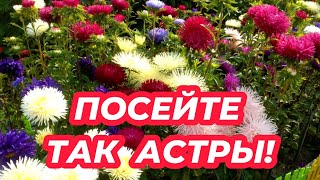 Астры взойдут у всех! Посейте так астры без земли и без пикировки!