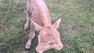 【閲覧注意】2つの頭を持って生まれた子牛！今生きていると言うその姿に誰もが感動