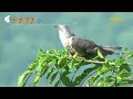 【野鳥図鑑】日本の野鳥　さえずり入り38種　（japanese wild birds）