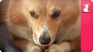 Crazy Corgi Causes Explosion, Then Fire
