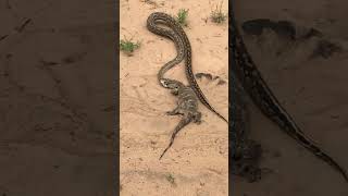 Piton x lagarto gigante. #curiosidades #selvagens #animals #animaisselvagens #wildlife #curiosity