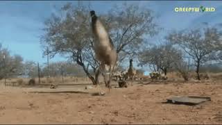 Watch The Incredible Moment When This Emu Discovers Sprinklers For The First Time