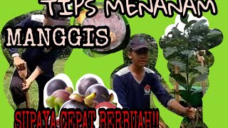 TIPS MENANAM MANGGIS AGAR TUMBUH SUBUR DAN CEPAT BERBUAH!!