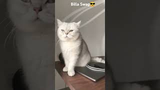 Billa #cat#catlover #swag #shorts #lovestatus #song #cute#shortsvideo #shortsvideo#kitty#pet#anima#l