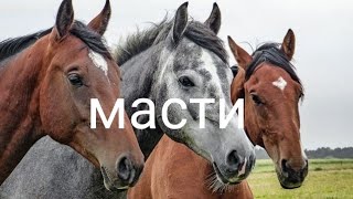 Масти лошадей