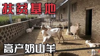 标准化扶贫基地养殖场，适合农民圈养的奶羊品种，产奶高奶质好