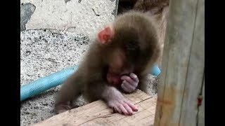 Baby monkey hurts when the face is touched by other baby