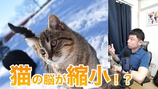 縮小する「猫」の脳。AIは脳を変えていくのか。【AIと遊ぼう! AIRS-Lab #069】 #airslab