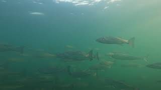 Tautog spearfishing