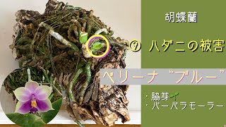 2024年12月29日　胡蝶蘭　⑨ハダニの被害　葉が全部取れてしまった株　脇芽🌱が1cmに育つ　スプレーのやり方　ベリーナブルー　脇芽🌱2コが成長するバーバラモーラー