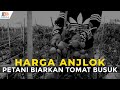 Harga Anjlok, Petani Biarkan Tomat Busuk - RADARJEMBER.ID