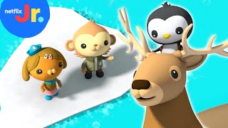 Pinto to the Rescue! 🐧 Octonauts: Above \u0026 Beyond | Netflix Jr