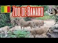 Je suis impressionné par ce que j’ai vue dans le Zoo de Bamako…