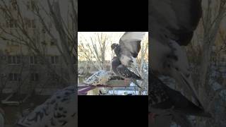 Pigeon Ride Fail: One Bird’s Bold Attempt to Hitch a Ride! 🕊️🎢 | Urban Birds Survival | #pigeon