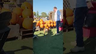 Macky the Bulldog at the pumpkin patch for 1st time! #bulldogfamily #englishbulldog #pumpkinpatch