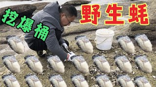 来废弃的参池挖野生蚝，二哥在没人的地方吃独食，分分钟就爆桶【赶海二哥官方频道】