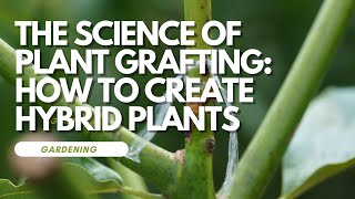 The Science of Plant Grafting: How to Create Hybrid Plants