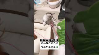 【悲報】子猫の前にワニが現れる。#Shorts