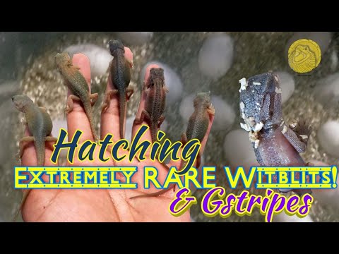 Hatching Rare Witblits & HypoTrans Genetic Stripe bearded dragons