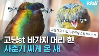 탈모인들 King받는다는 바가지 머리새의 진짜 이름;;｜크랩