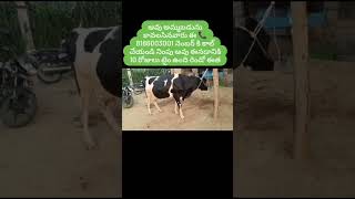 ఈ ఆవు చాలా బాగుంది#viral #trend #dairy #milk #trending #cows #selling #animals #hf #sale#reels#watch