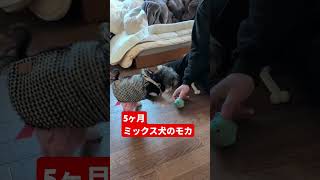 ［子犬5ヶ月］お散歩練習ミックス犬マルキーのモカ　#ミックス犬　#マルキー　#マルーキー　#マルキーのモカ　#5ヶ月　#多頭飼い犬　#犬のいる暮らし 　#お散歩練習　#いぬのきもち 　#成長記録