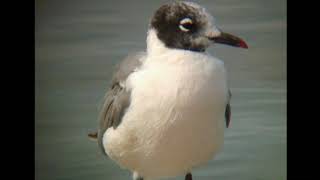 アメリカズグロカモメ（1）迷鳥（秋田県潟上市） - Franklin's Gull - Wild Bird - 野鳥 動画図鑑