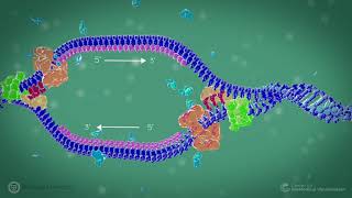 DNA Replication in Prokaryote Organisms
