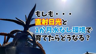 【衝撃の結果に…】過酷な環境で育てたアロエの姿が...まさか