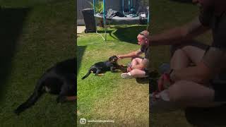 Puppy Biting Quick Fix