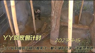 送丫丫回家吧。孟菲斯动物园丫丫实况。2023-3-14