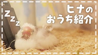 【Java sparrow】Introducing my baby java sparrow's house 【Okome Channel】