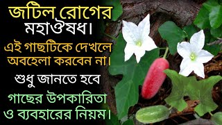 তেলাকুচা পাতার গুনাগুণ-telakucha patar upokarita-benefits of telakucha leaves.