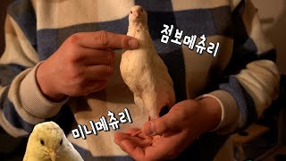 메추리키우기 / 세상에서 제일 큰 메추리와 작은 메추리 / The smallest quail and biggest quail in the world