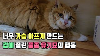 구조한 품종 유기묘가 겁에 질려 생각지도 못한 행동을 해서 가슴이 너무 아팠습니다...